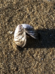 Dreissena polymorpha