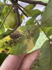 Caryomyia glauciglobus