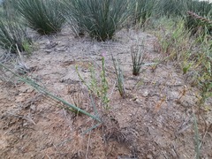 Schenkia spicata