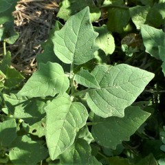 Physalis mollis