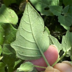 Physalis mollis