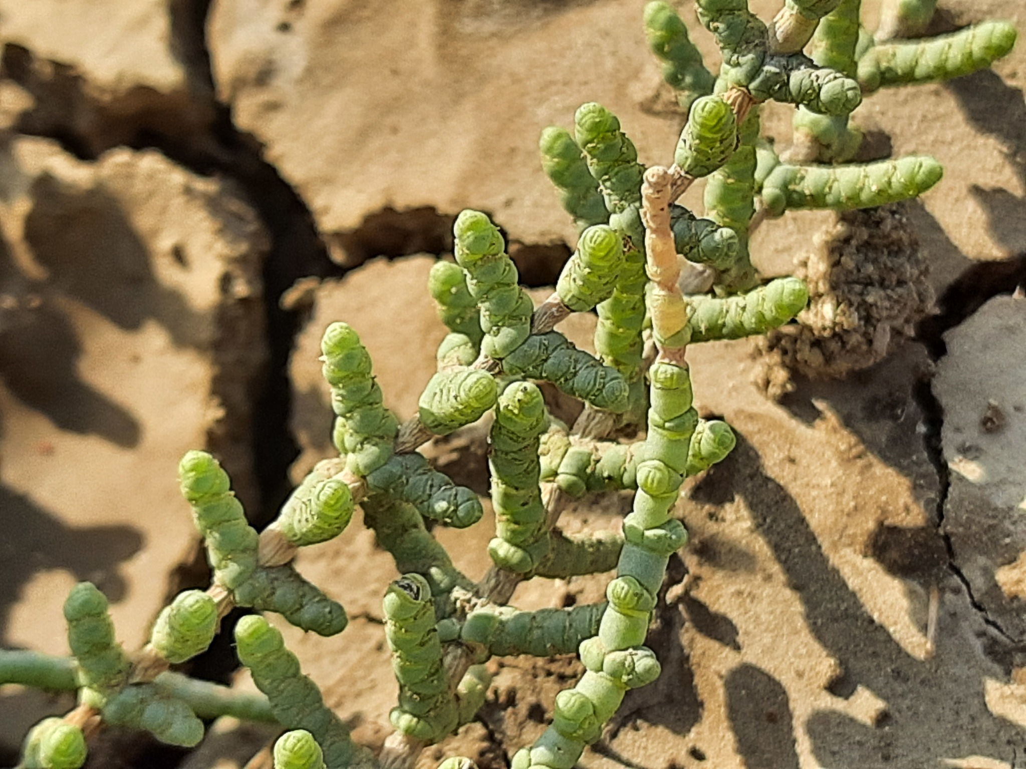 Halocnemum strobilaceum