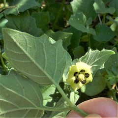 Physalis mollis