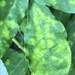 Potyvirus wisteriae - Photo 由 Deborah Barber 所上傳的 (c) Deborah Barber，保留部份權利CC BY-NC