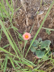 Krapovickasia macrodon