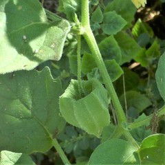 Physalis mollis