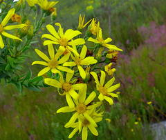 Osteospermum corymbosum