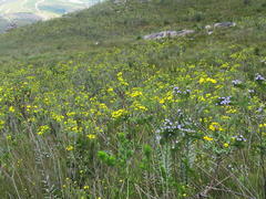 Osteospermum corymbosum