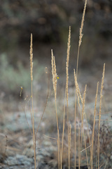 Festuca kingii