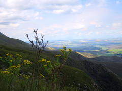 Osteospermum corymbosum