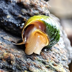 Littorina compressa