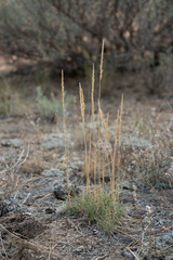Festuca kingii