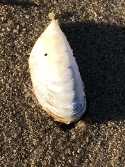 Dreissena polymorpha