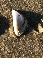 Dreissena polymorpha