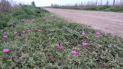 Modiolastrum gilliesii