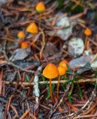 Mycena strobilinoidea