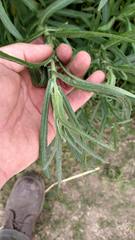 Senecio heterotrichius