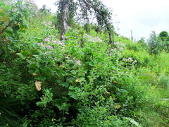 Pelargonium papilionaceum