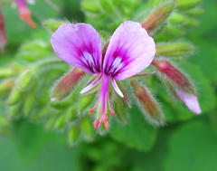 Pelargonium papilionaceum