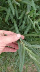 Senecio heterotrichius