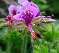 Pelargonium papilionaceum