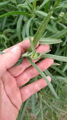 Senecio heterotrichius