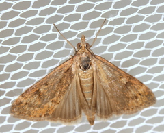 Achyra affinitalis