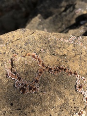 Psora pseudorussellii