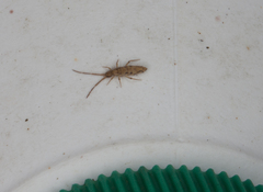 Entomobrya intermedia