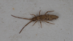 Entomobrya intermedia