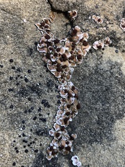 Psora pseudorussellii