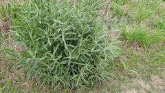 Senecio heterotrichius