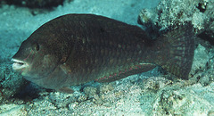 Viridescent Parrotfish photo 5