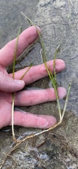 Halodule wrightii