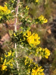 Aspalathus astroites