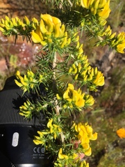 Aspalathus astroites