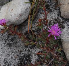 Lampranthus emarginatus