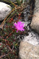 Lampranthus emarginatus