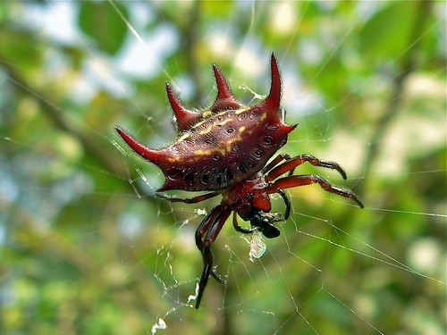 Gasteracantha curvispina
