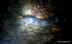 Conger cinereus
