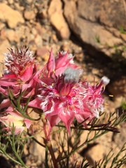 Serruria rosea