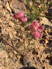 Serruria rosea