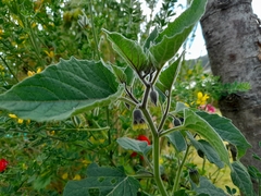 Physalis peruviana