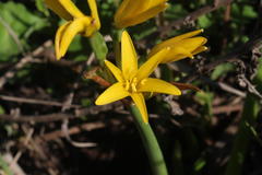 Cyrtanthus breviflorus