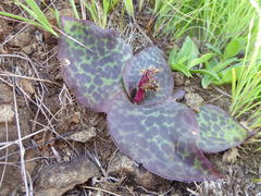 Ledebouria ovatifolia ovatifolia
