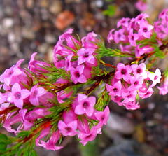 Erica daphniflora daphniflora