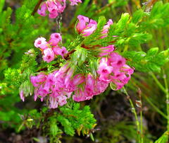 Erica daphniflora daphniflora