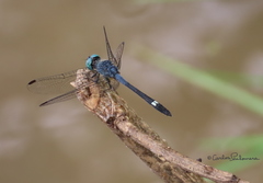 Micrathyria schumanni