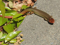 Plestiodon gilberti placerensis