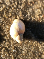 Campeloma decisum